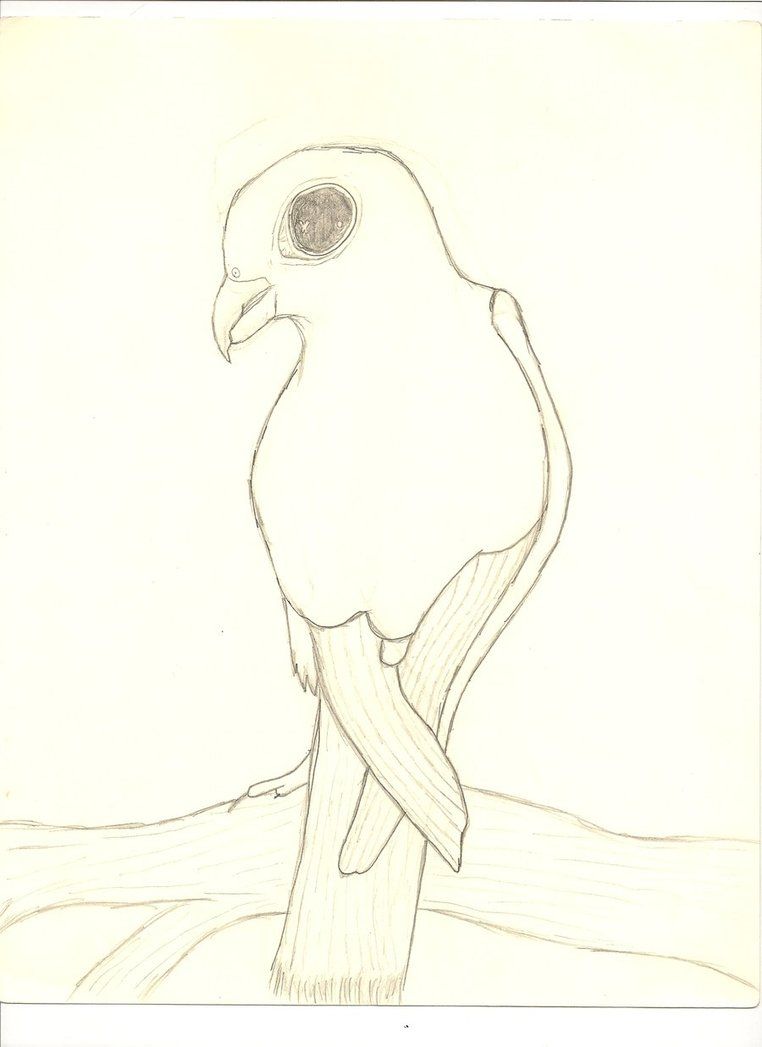 762x1047 Drawing Of A Hawk By ~unbroken Lost Soul On Tattoo