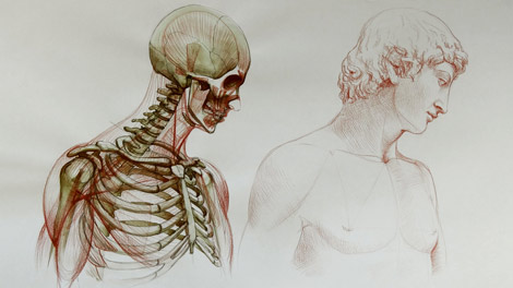 470x264 Human Anatomy For Figurative Artists