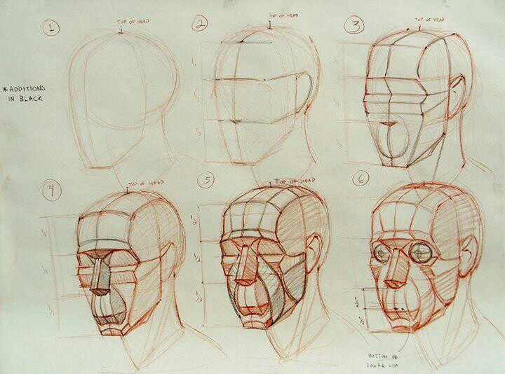 720x534 Planes Of The Head Planes, Anatomy