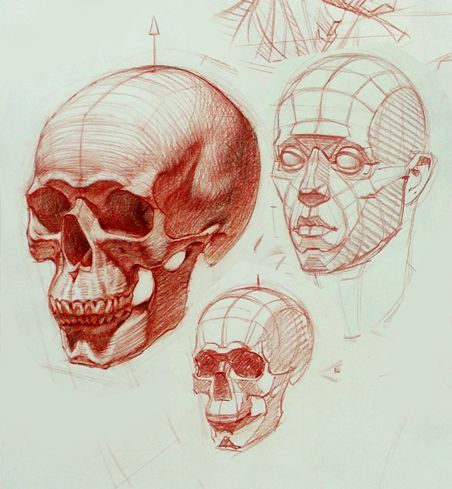 452x489 Gone Head Skull Anatomy Drawing