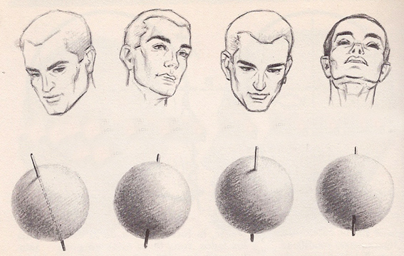 567x359 Head Anatomy Proportions Poses 2 Pacificgraphicdesign