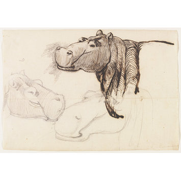 355x355 Study Of A Hippopotamus, Head And Shoulders Salt, Henry Frs Fls