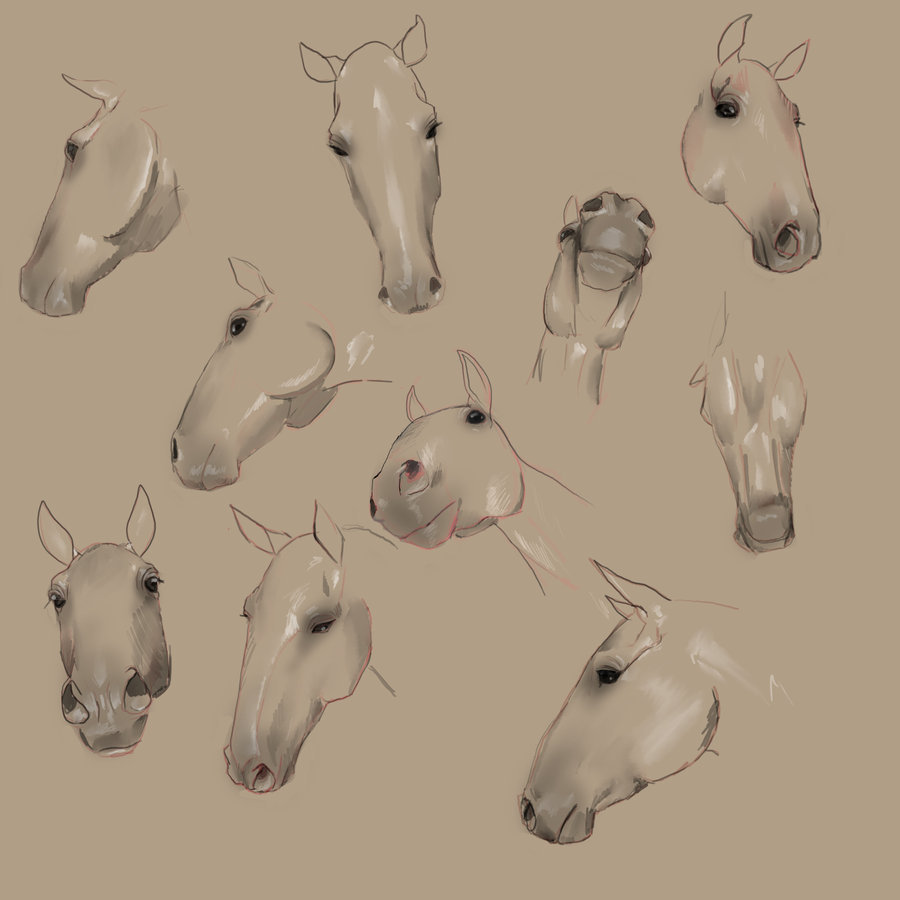 900x900 Horse Head Angles By Eponan64