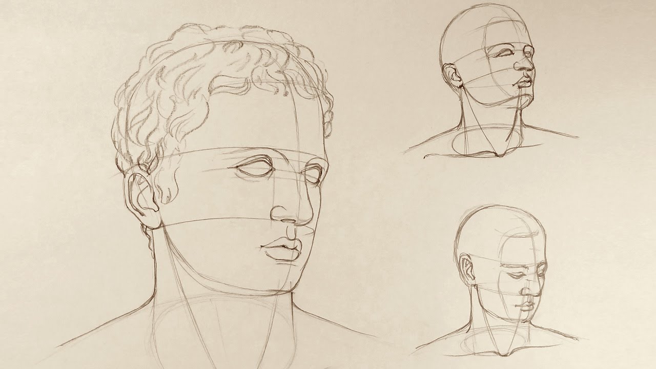 1280x720 Proportions Of The Head