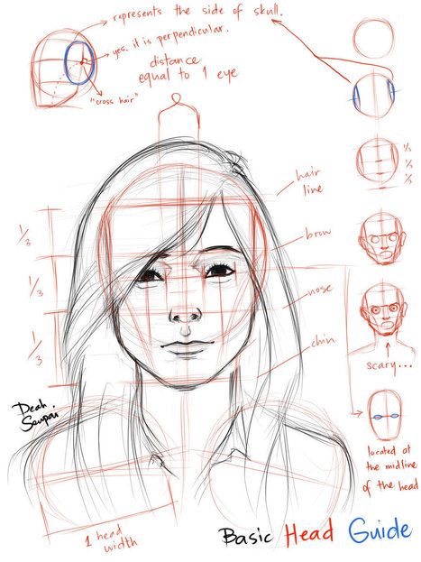467x623 Facial Proportions Reference Guide Drawing References