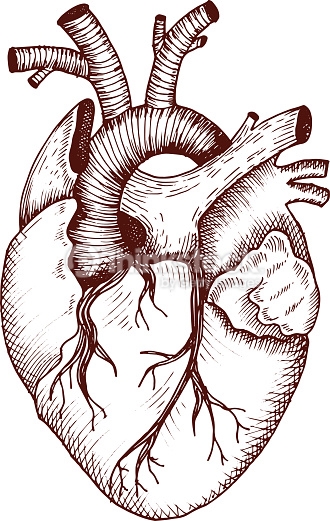 330x521 Arte Vectorial Anatomical Heart