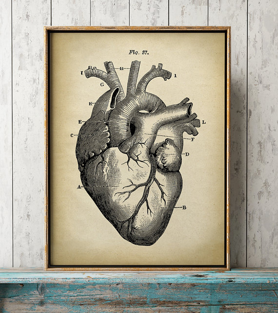570x640 Heart Anatomy Print Heart Print Anatomical Drawing Anatomy