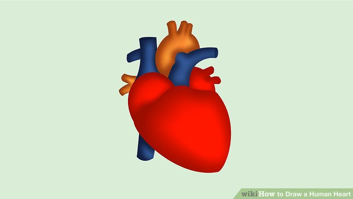 728x410 How To Draw A Human Heart 5 Steps (With Pictures)