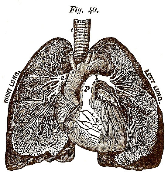 Heart And Lungs Drawing at GetDrawings | Free download