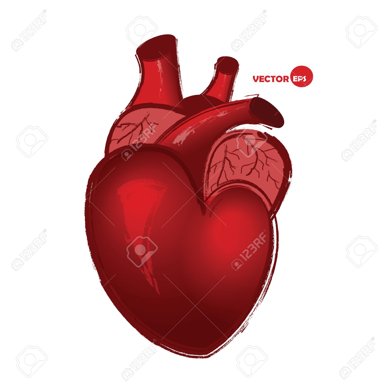 1300x1300 Anatomical Human Heart On White Background, Drawing In Cartoon