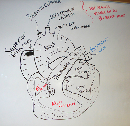 446x434 Drawing Heart Anatomy Diagram Stop And Take A Look
