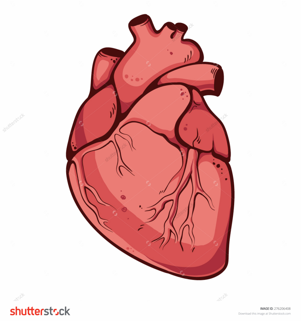 960x1024 Drawing Of A Real Heart