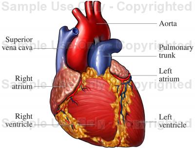 400x306 Heart