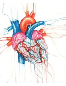 232x300 Watercolor Heart Painting, Anatomical Heart Drawing, Scientific