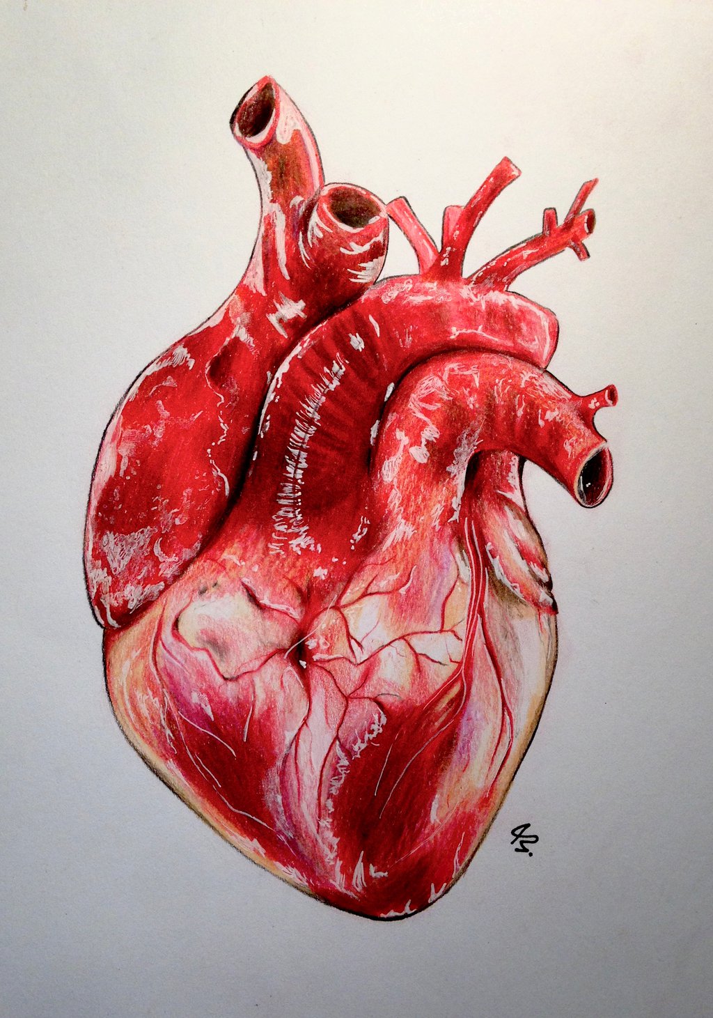 1024x1461 Realistic Human Heart By Lunacanan T H E A R T S