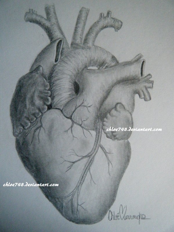 600x800 The Human Heart By Chloe748