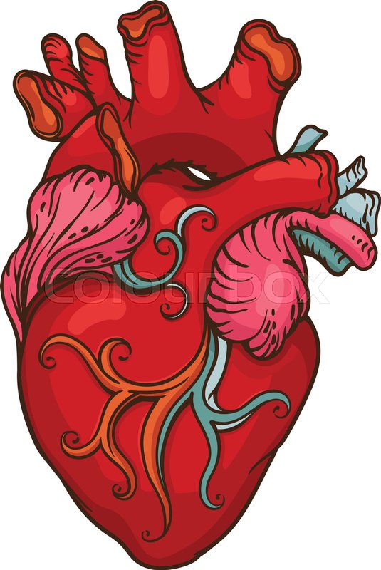 535x800 Drawing Of Stylized Human Heart. Outline Design Object Stock