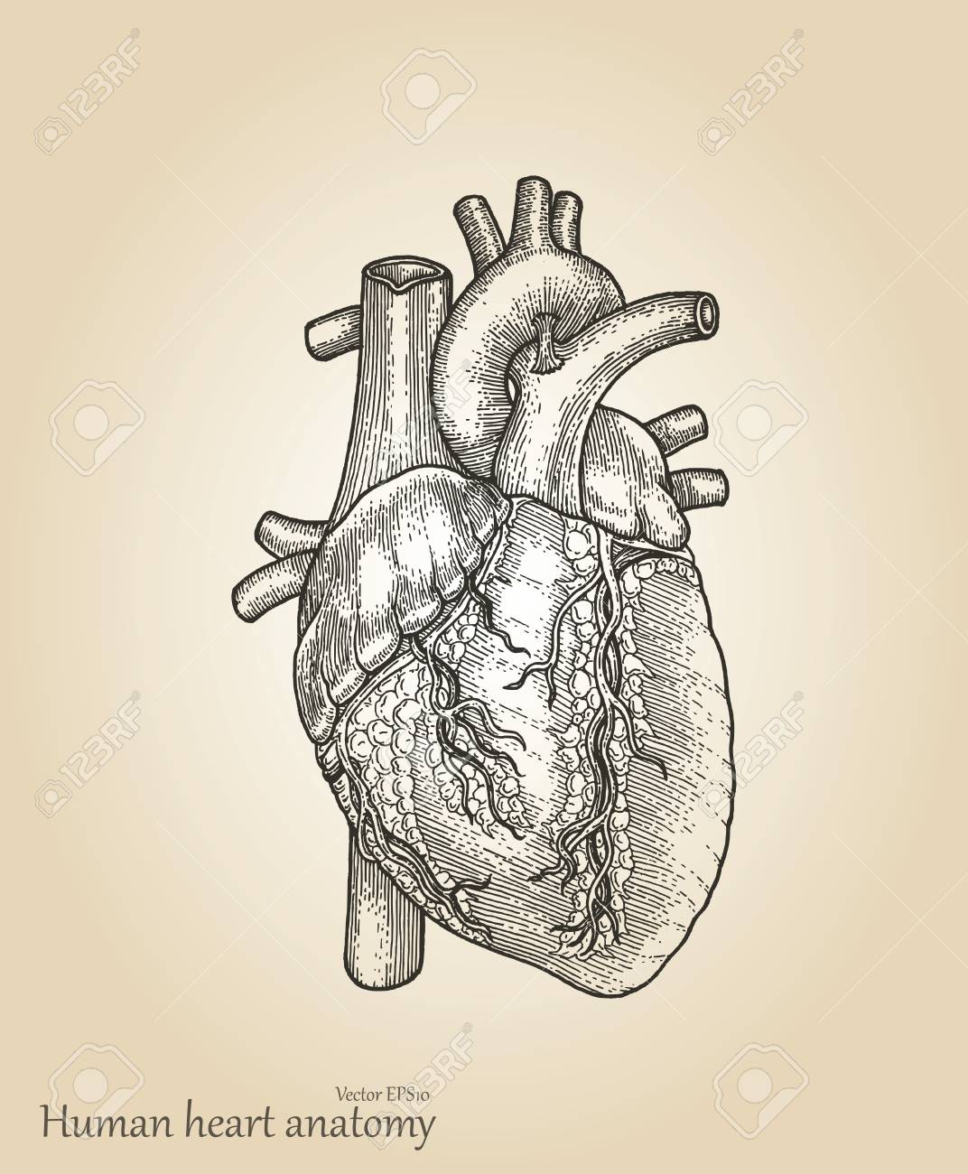 1072x1300 Human Heart Amatomy.heart Hand Drawing Vintage Style Royalty Free