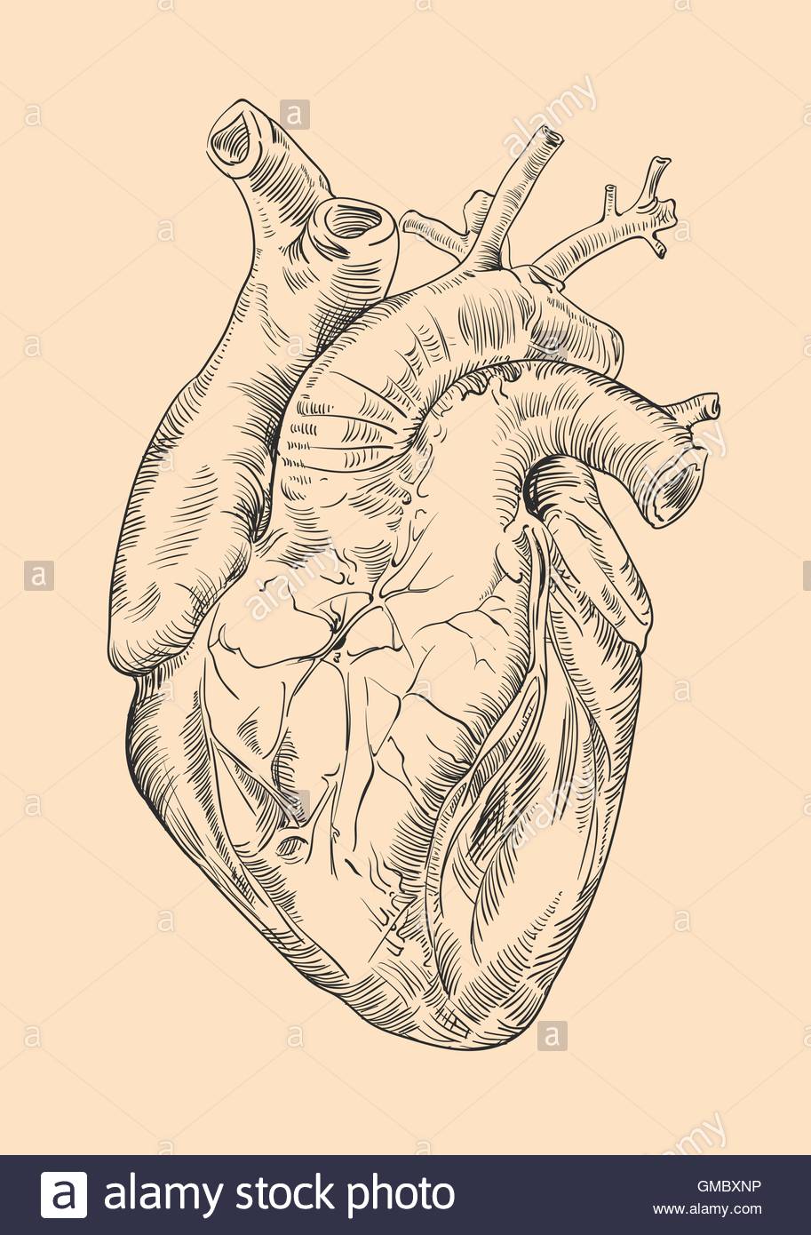 913x1390 Drawing Human Heart With Flowers Stock Vector Art Amp Illustration