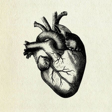 450x450 Human Heart Drawing Human Heart