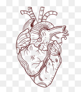 Heart Organ Drawing at GetDrawings | Free download