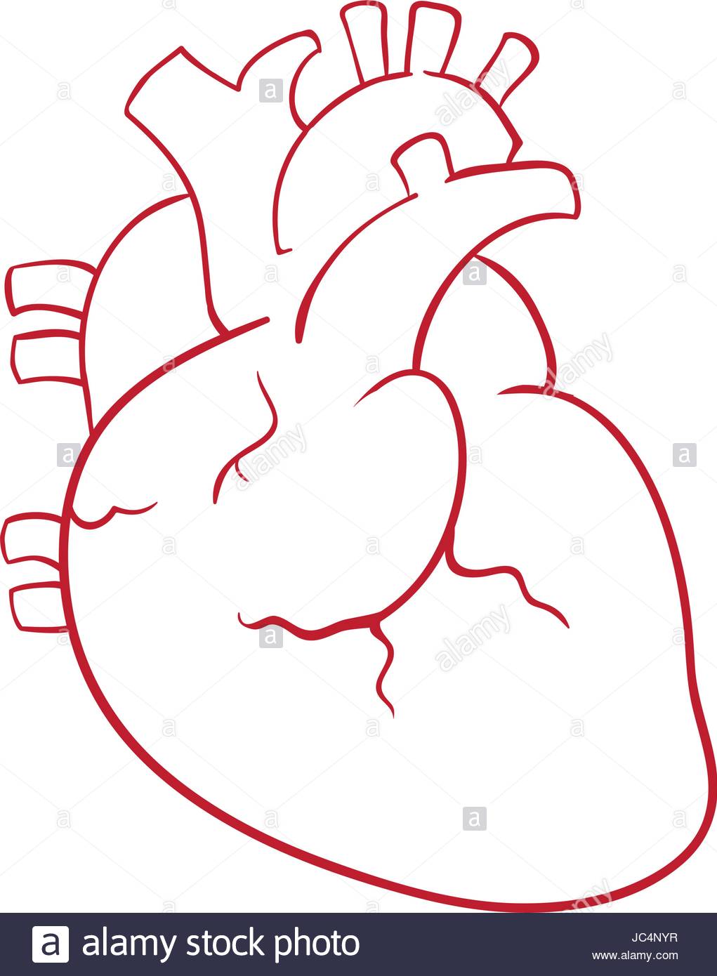 1021x1390 Human Heart Draw Stock Vector Art Amp Illustration, Vector Image