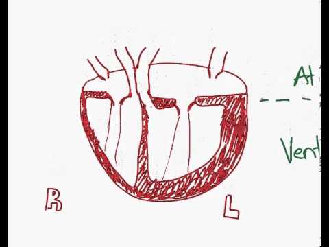 480x360 Drawing The Human Heart For Ib Biology