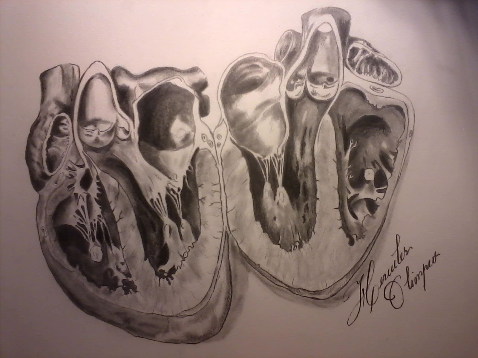 1600x1200 Drawing A Realistic Heart From Inside Of It!