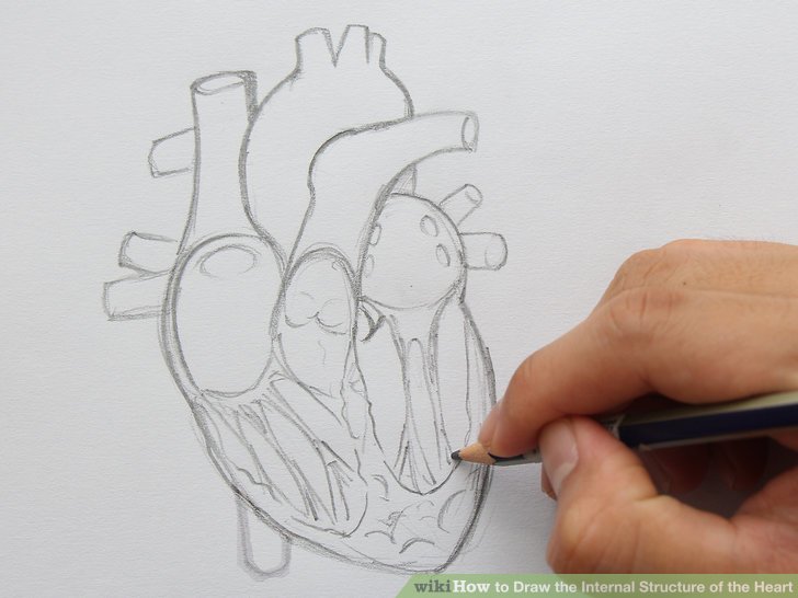 728x546 How To Draw The Internal Structure Of The Heart (With Pictures)