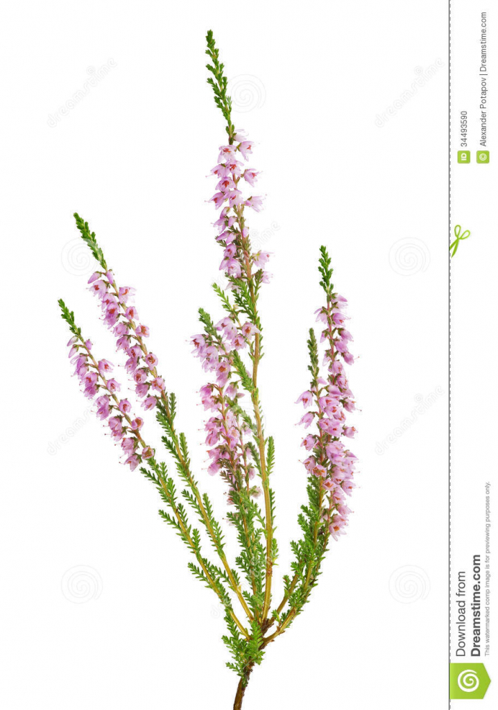 718x1024 Heather Flower Drawing