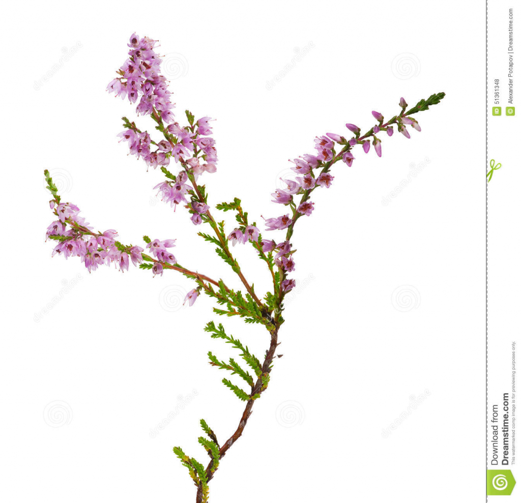 1024x989 Heather Flower Drawing Stock Images Similar To Id 40043062