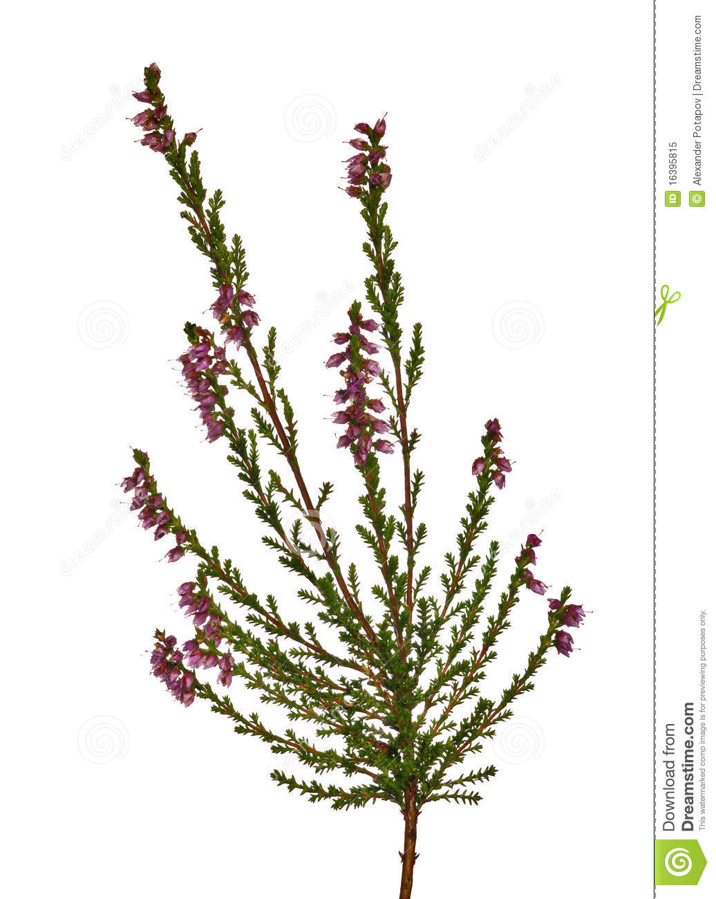 1036x1300 Isolated On White Heather Flower