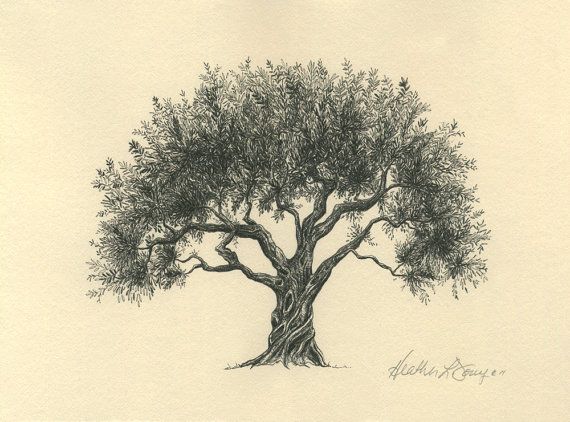 570x422 Olive Tree Drawing Pen And Ink Fine Art Print On Natural Paper