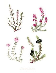 236x309 Scottish Heather Drawing. Drawings Tatoo, Tattoo