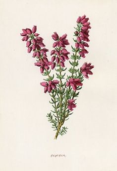 236x344 Heather Flower Drawing