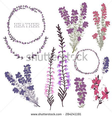 450x470 What Colour Is Scottish Heather The Plant