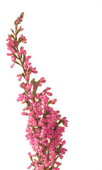 202x337 Heather's Scientific Name, Comes