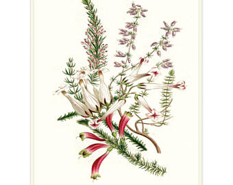 340x270 Heather Flower Print Etsy