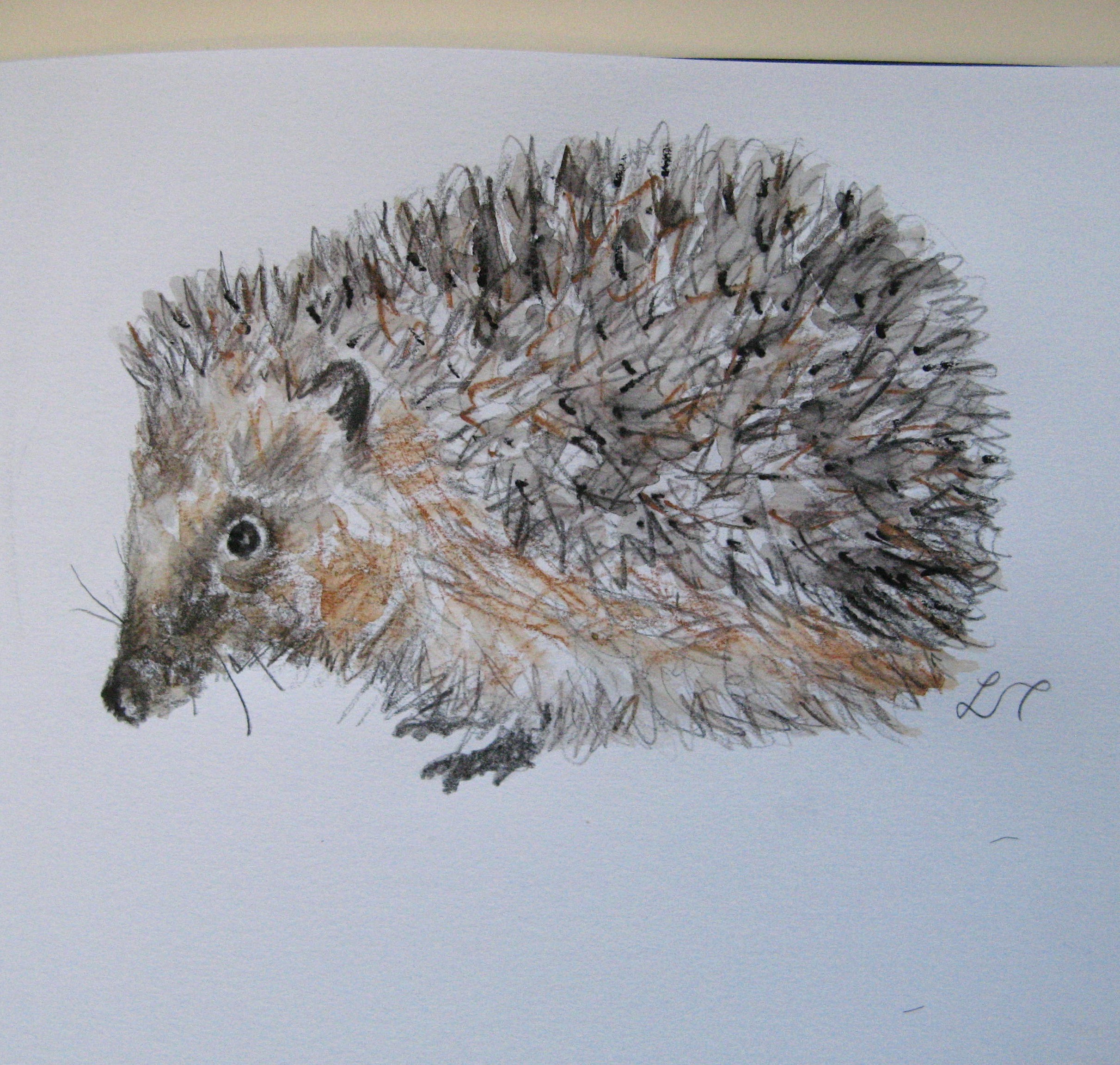 2423x2304 Hedgehog Drawings Agnesandcora