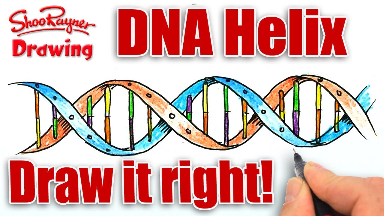 1280x720 How To Draw The Dna Helix Correctly!