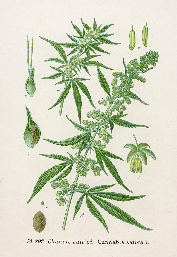 619x900 Marijuana, Indian Hemp Also Known Drawing By Mary Evans Picture