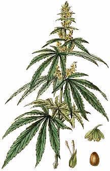 217x337 Cannabis Sativa Drawings And Science Renderings