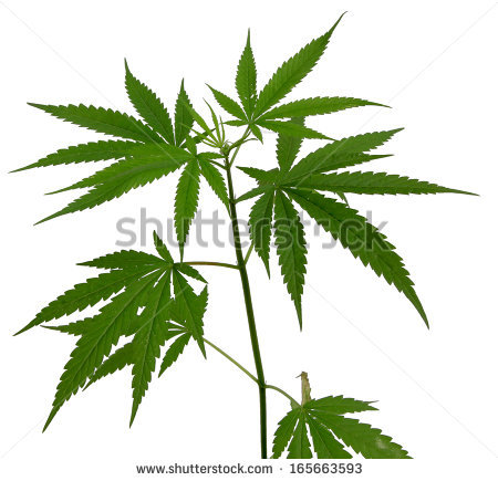 450x435 Marijuana Art Drawings Weed Plants Drawings Young Cannabis Plant