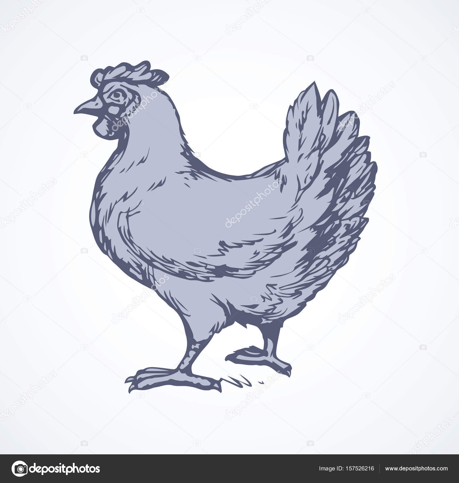 1600x1685 Hen. Vector Drawing Stock Vector Marinka