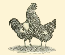 276x232 Rooster Amp Hen Drawing