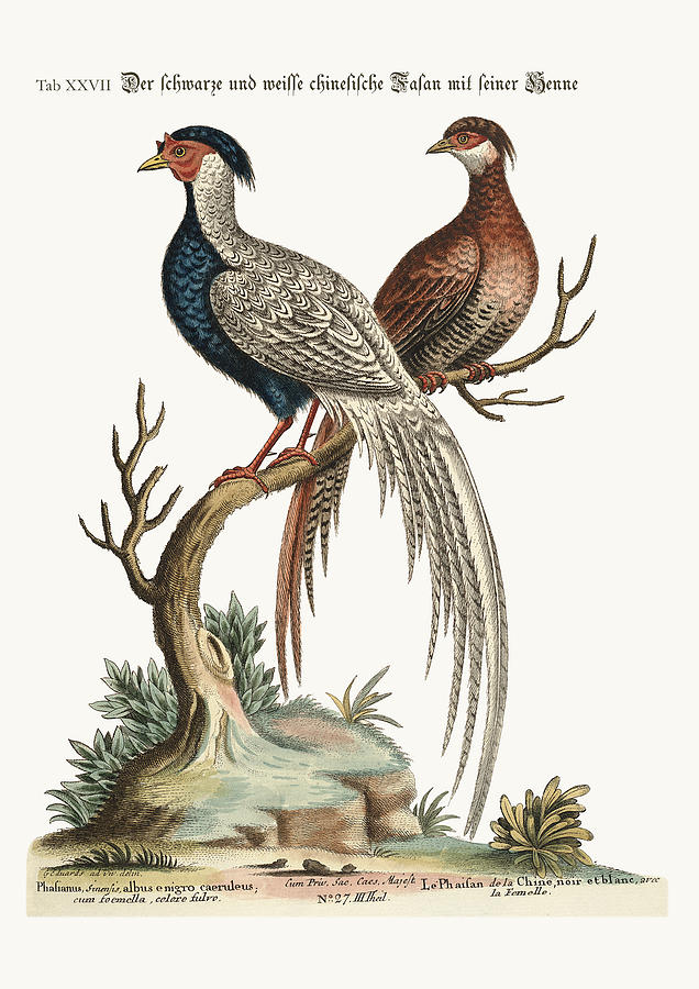 636x900 The Black And White Chinese Cock Pheasant With Its Hen Drawing By