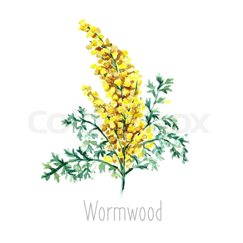 800x800 Hand Drawn Watercolor Botanical Illustration Of The Wormwood Plant