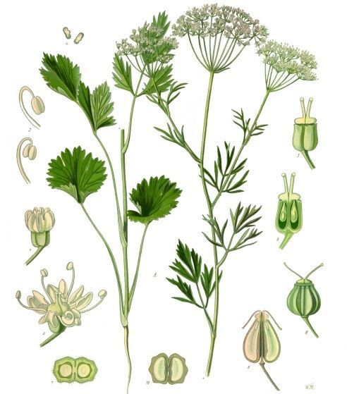 492x559 Medicinal Herb Drawings Anise