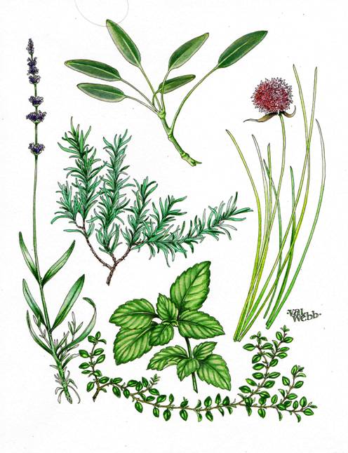 496x646 New Online Course Draw Amp Paint Six Culinary Herbs