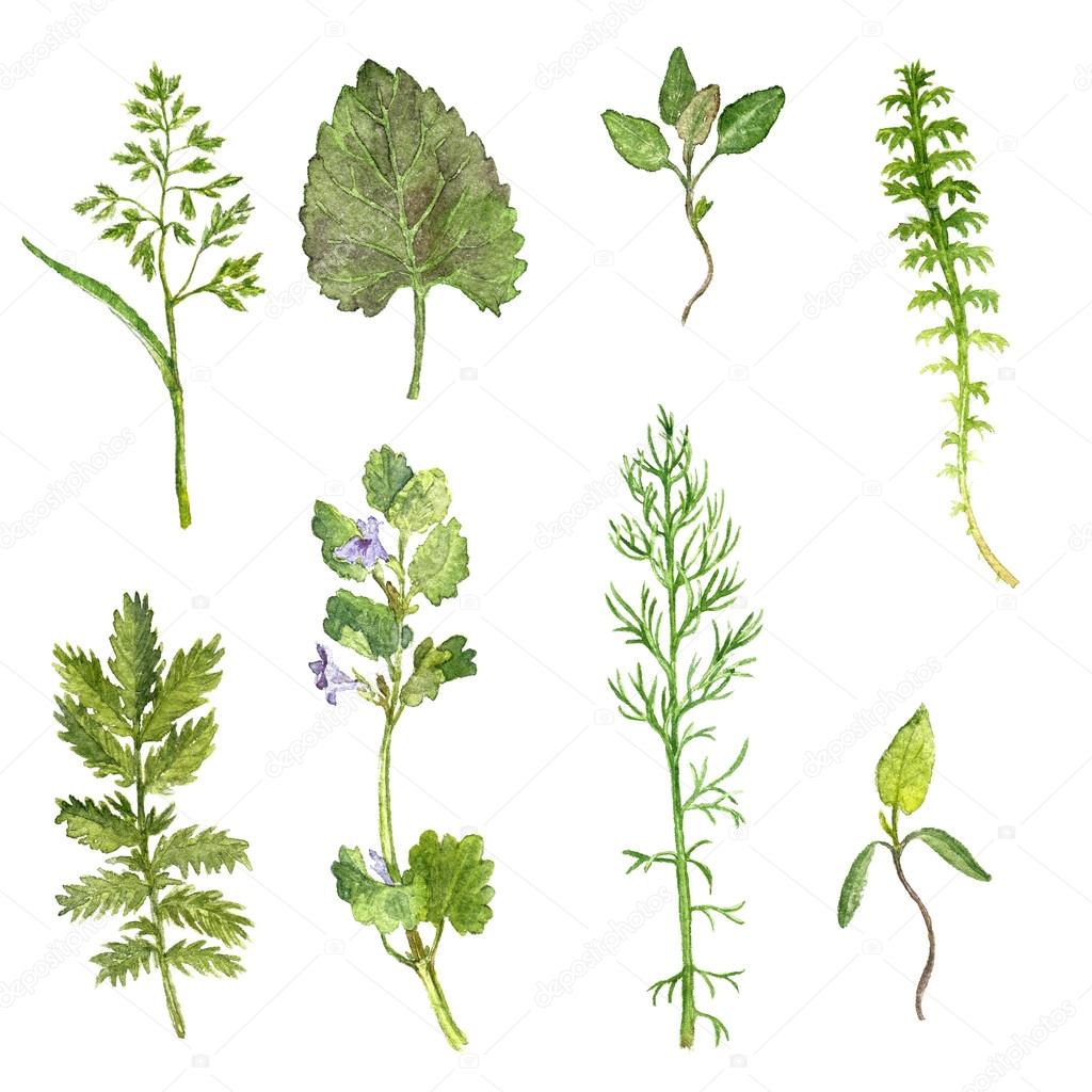 1024x1024 Set Of Watercolor Drawing Herbs And Leaves Stock Photo
